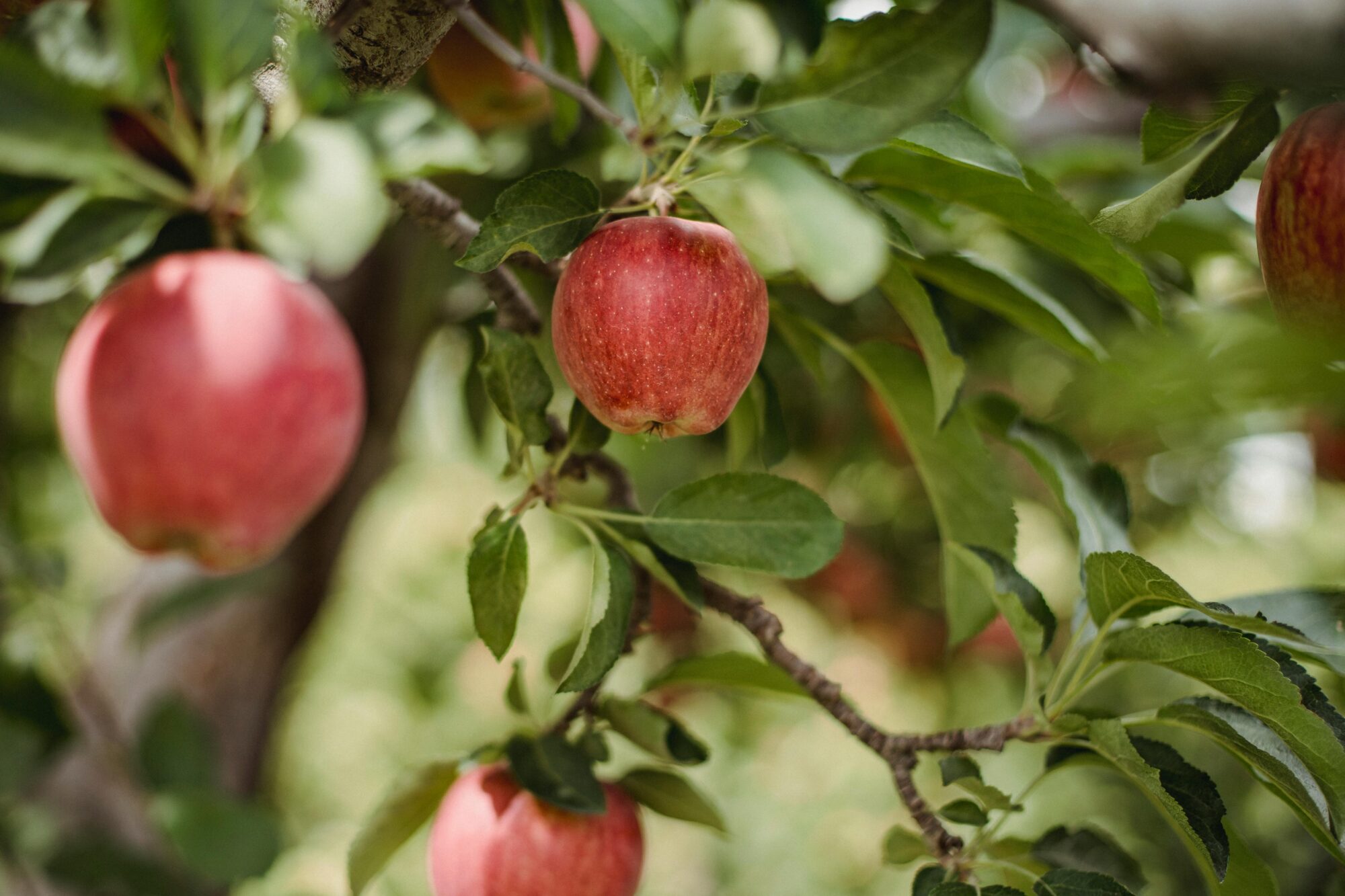 Ripe red apples hanging from a tree branch - low hanging fruit