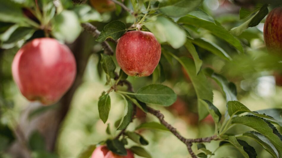 Ripe red apples hanging from a tree branch - low hanging fruit