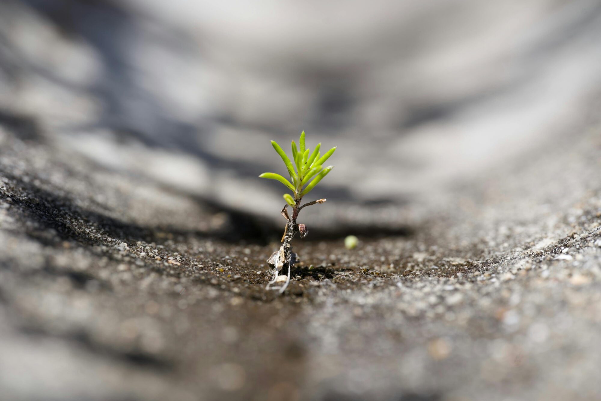 A small green seedling pushing up through a crack in grey concrete — a metaphor for small ideas surviving in a large organisation