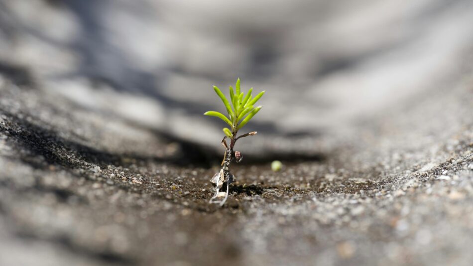 A small green seedling pushing up through a crack in grey concrete — a metaphor for small ideas surviving in a large organisation